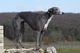 WHIPPET 391